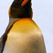Königspinguin - zweitgrösste Pinguinart (© Buelipix)