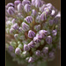 291/366: Garlic Blossom Close-Up