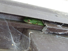Tree frog hiding above door