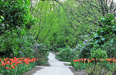 Path Through the Tulips