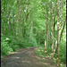 path through Budshead Wood