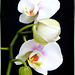 Orchid, today all in white... ©UdoSm