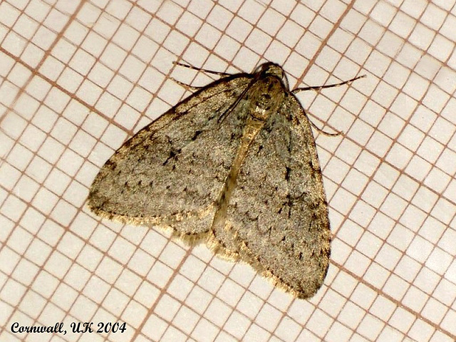 1795 Epirrita dilutata (November Moth)