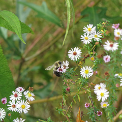 Bumblebee on asters