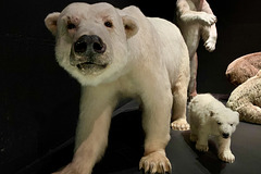 Naturalis 2020 – Polar Bears
