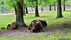 Wisente (european bisons)