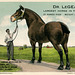 Dr. LeGear, Largest Horse in the World