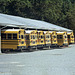 50mm Buses