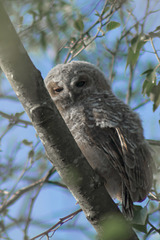 Nestling Owl 10
