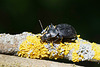 Einen der größten Laufkäfer Mitteleuropas ... One of the largest ground beetles in Central Europe ...