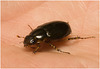 IMG 6549 Beetle