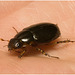 IMG 6549 Beetle