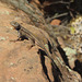 Common sagebrush lizard