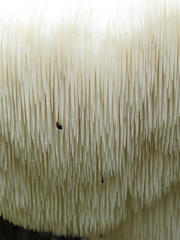 Hericium erinaceus (detail)