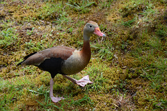 Azores, Island of San Miguel, Funny Duck in the Park of Terra Nostra