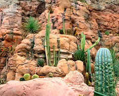 1 (74)... cactus Kaktus