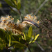 Nerium oleander, oleandro, inverno