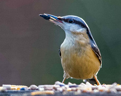 Nuthatcst