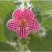 IMG 6562 Flower