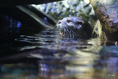 Otter deep in thought?