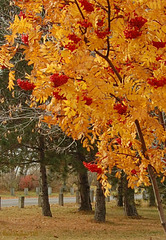 UP Fall Color