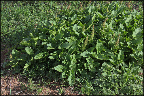 Chenopodium bonus-henricus (2) Chenopodium bonus-henricus (2)