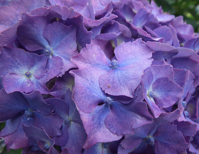Purple Hydranga detail