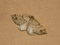 1809 Perizoma d. didymata (Twin-spot Carpet)