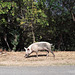 Cochon de plage  / Beach pig