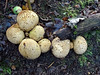 Cliffe fungi.  The Common Earthball, Scleroderma citrinum.