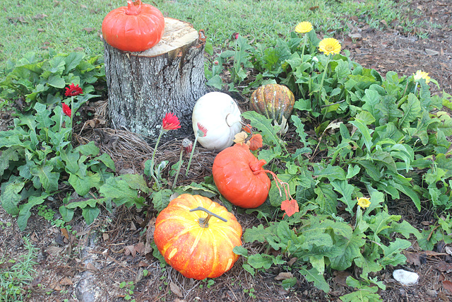 my own little "pumpkin patch" ..  (the flowers are Gerber Daisies) at the base of a tree we lost in the recent storm!
