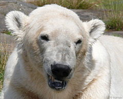 Eisbär - Ursus maritimus - polar bear (© Buelipix)
