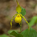 Cypripedium parviflorum var. pubescens (Large Yellow Lady's-slipper orchid)