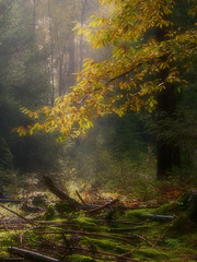 Autumn Forest 2