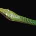 Serpent ratier vert des mangroves