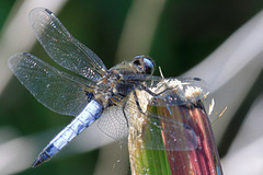 Scarce chaser (male)