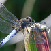 Scarce chaser (male)
