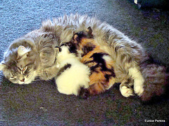 Precious Feeding Two Kittens.