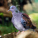 Portrait European turtle dove