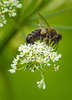 Honey Bee 03