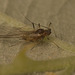 IMG 1396Aphid