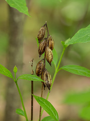 Aplectrum hyemale (Putty-root orchid) seed capsules