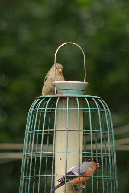 Bullfinch and fledgling