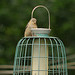 Bullfinch and fledgling