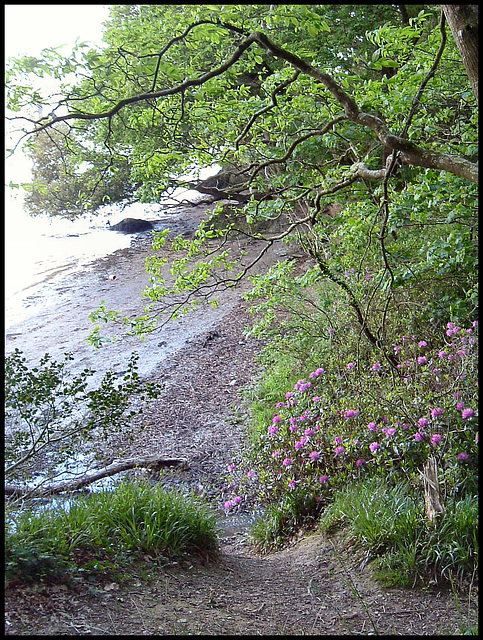 rhodies by the Tavy