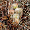 Day 10, young Fiddlehead ferns by dry dock, Tadoussac, Quebec