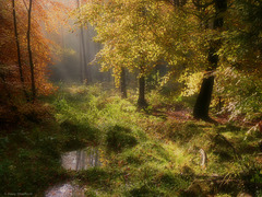 Scenes from an Autumn Forest (2 x PiPs)