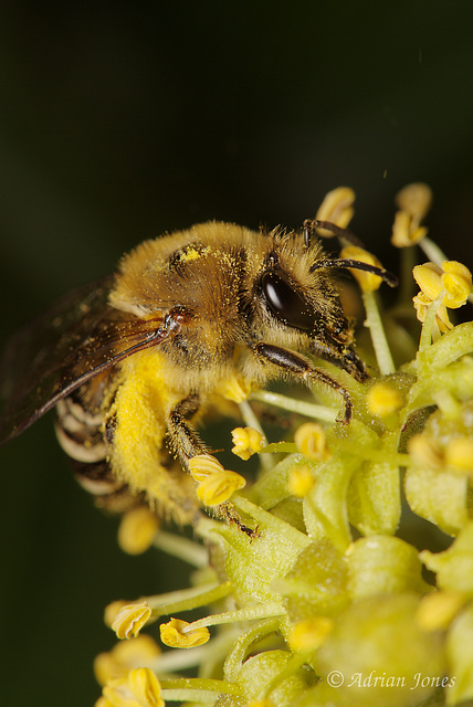 Colletes hederae (The Ivy Bee)