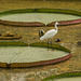 Egret on huge water lily leaves in a Bangkok park