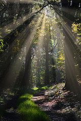 Lichtstrahlen im Wald - Light rays in the forest